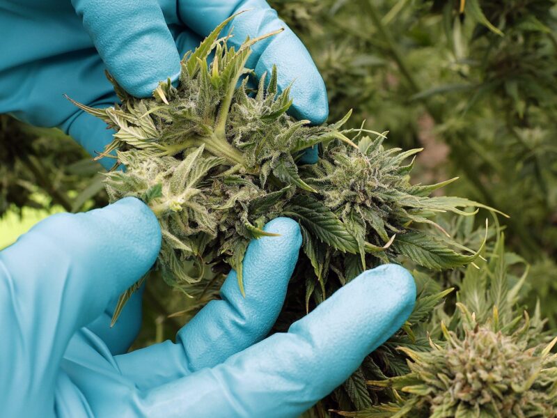Like Afghan War, The U.S. War On Drugs Must End