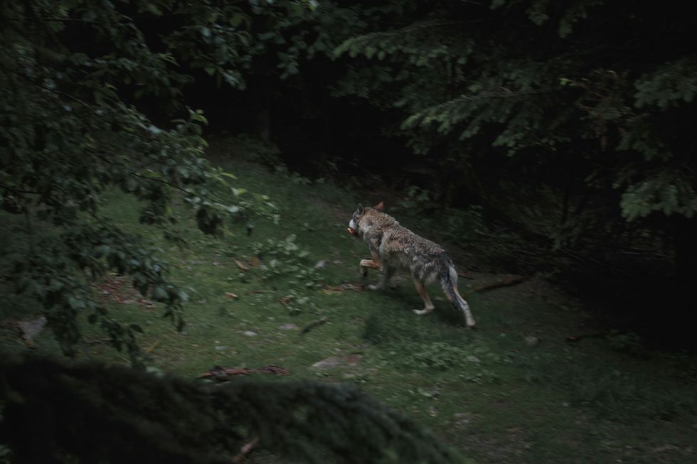 Wolf hunting in the Parc National du Mercantour, in the French Alps.