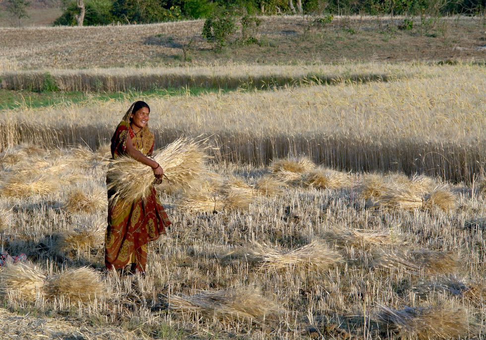 Woman harvesting wheat India
