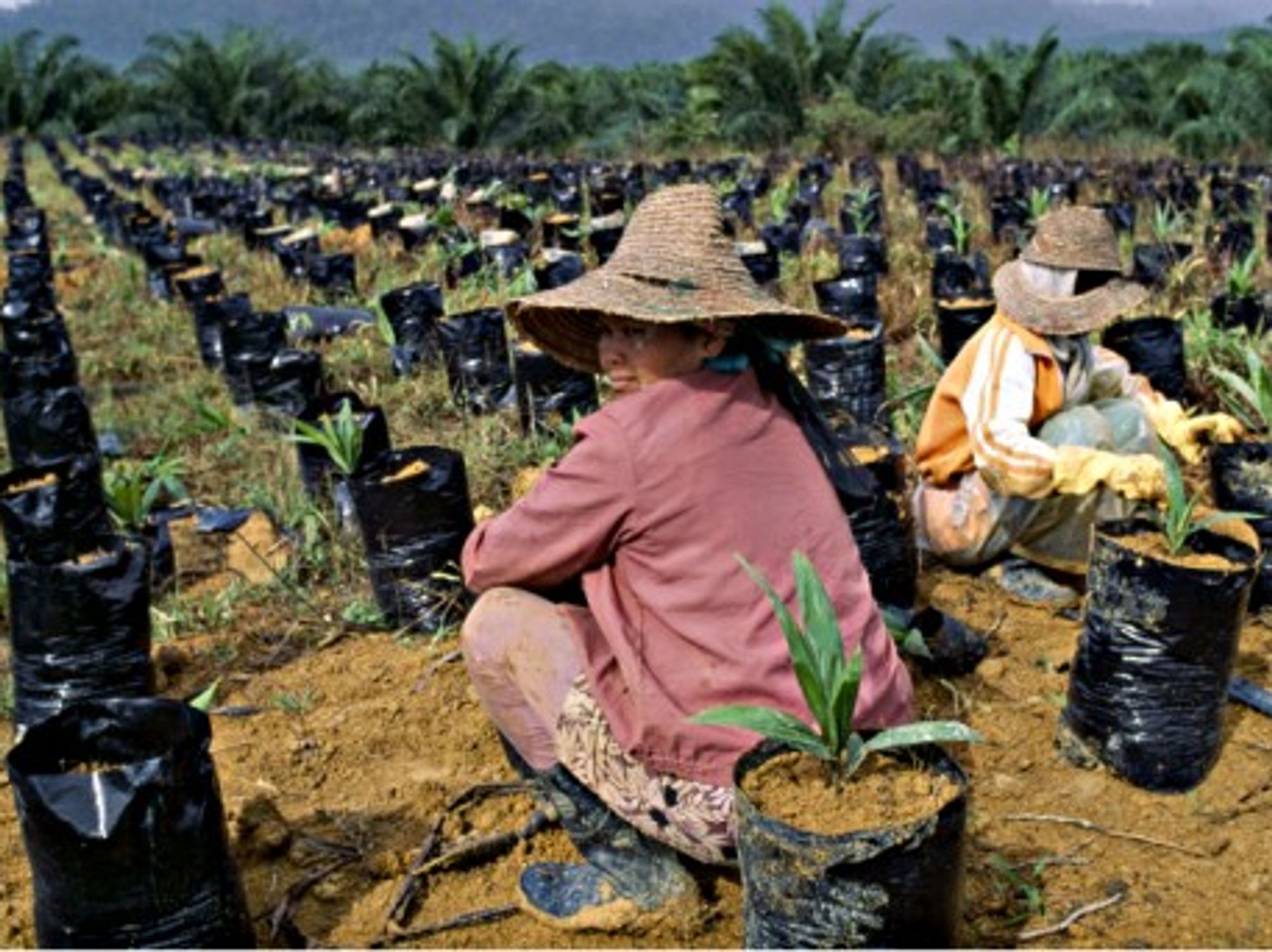 Women in a palm oil plantation in Malaysia's Pahang state