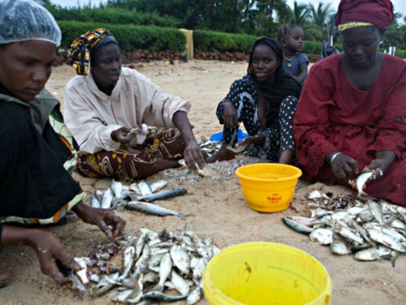 Women process fish for later distribution and consumption in Senegal
