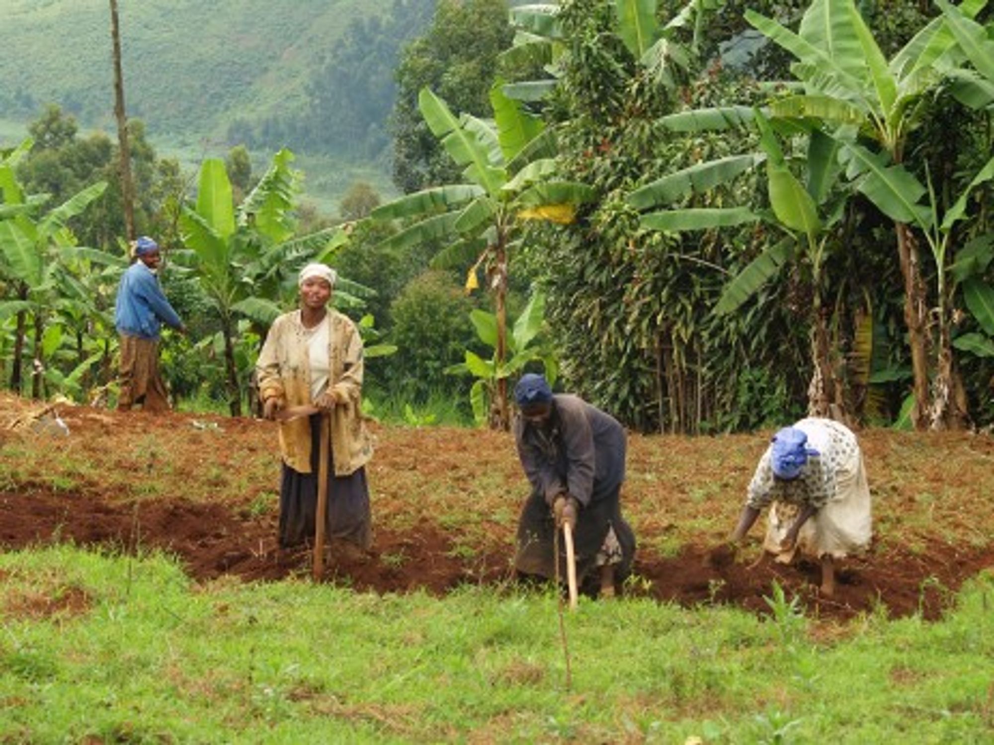 Women working the fields in Sud-Kiva (Syfia Grand Lacs)