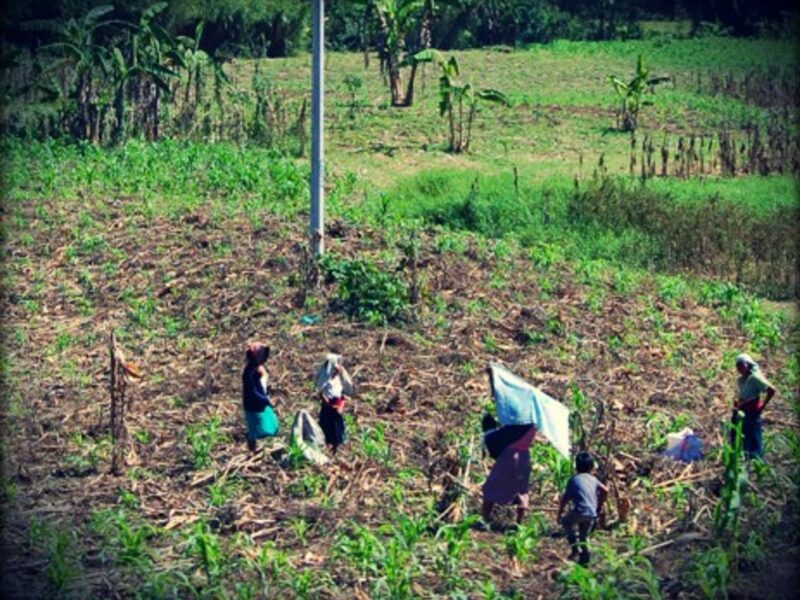 Workers in a field in Chiapas