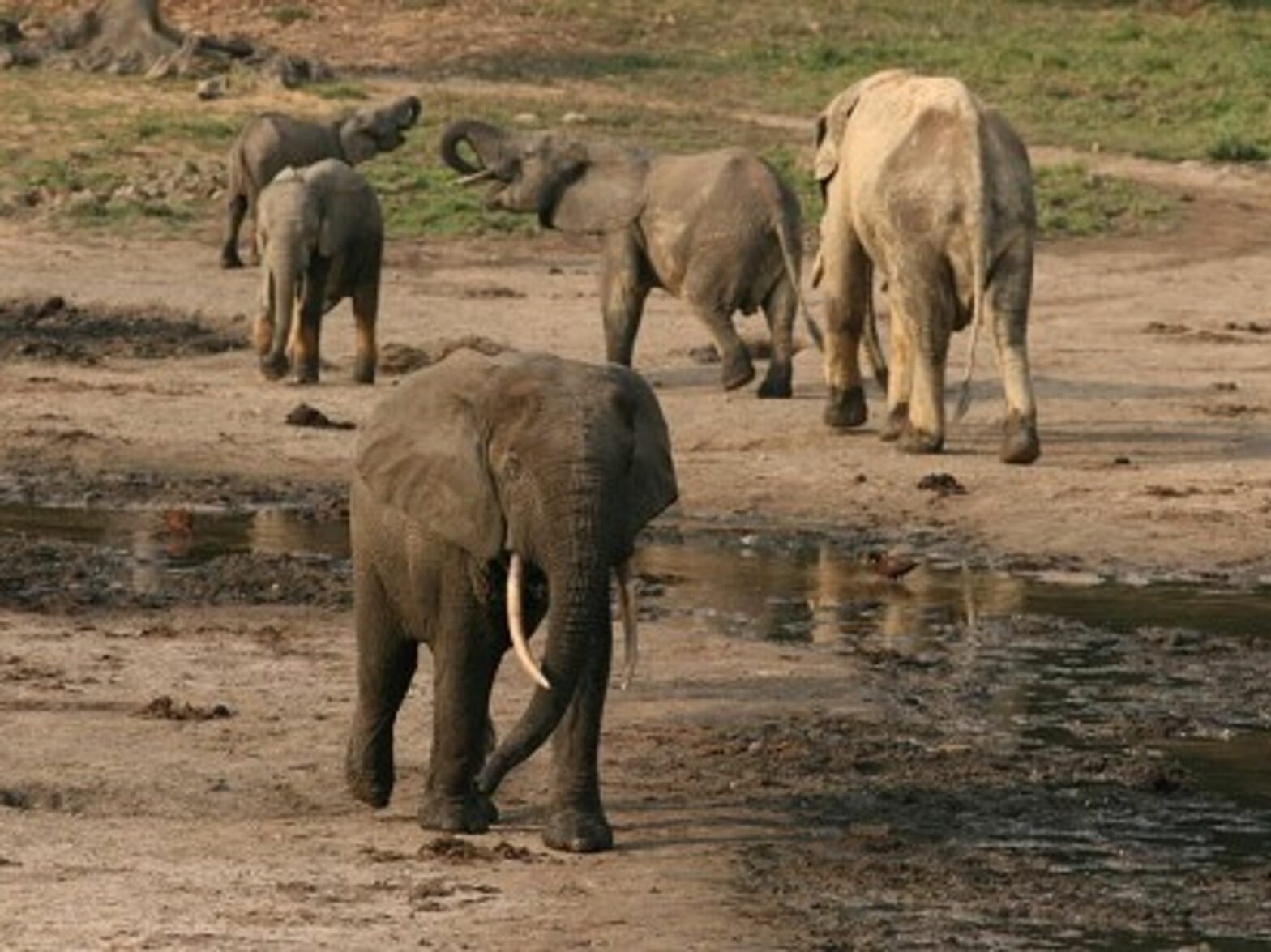World's Wildlife Plummeting, Human Appetites To Blame