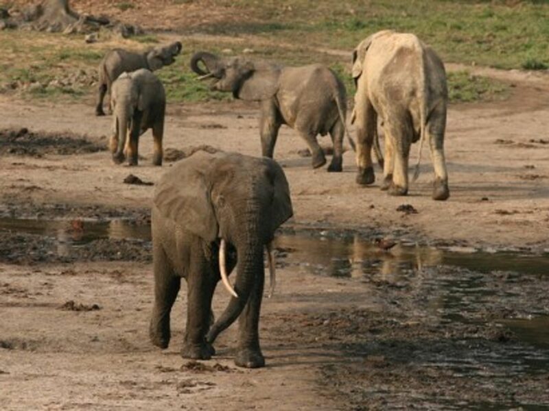 World's Wildlife Plummeting, Human Appetites To Blame