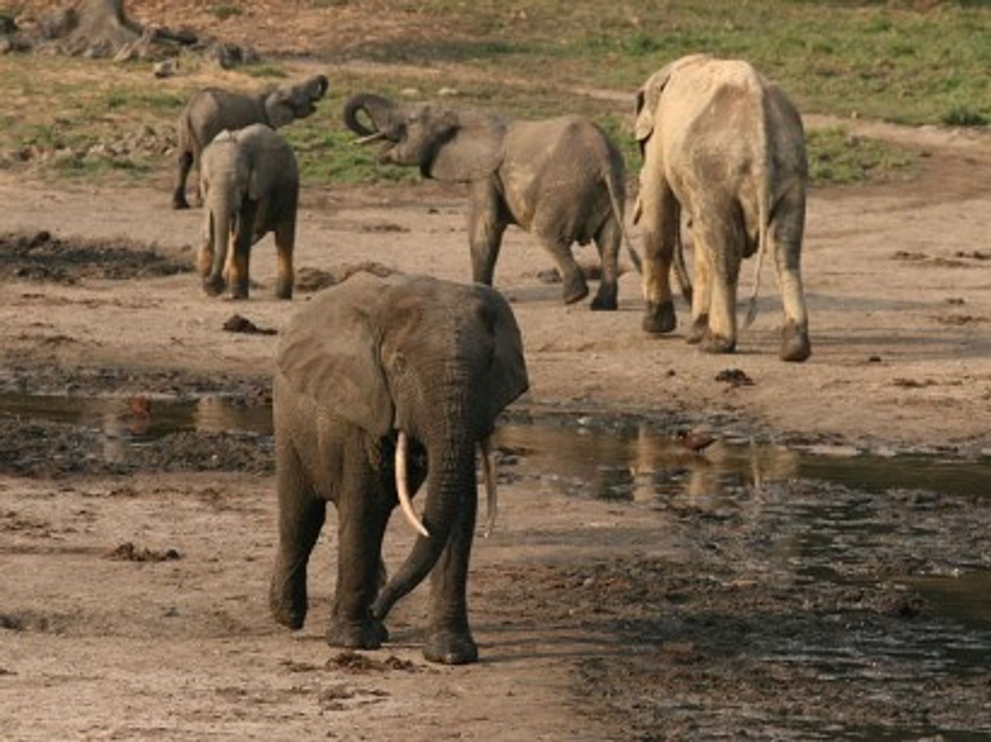 World's Wildlife Plummeting, Human Appetites To Blame