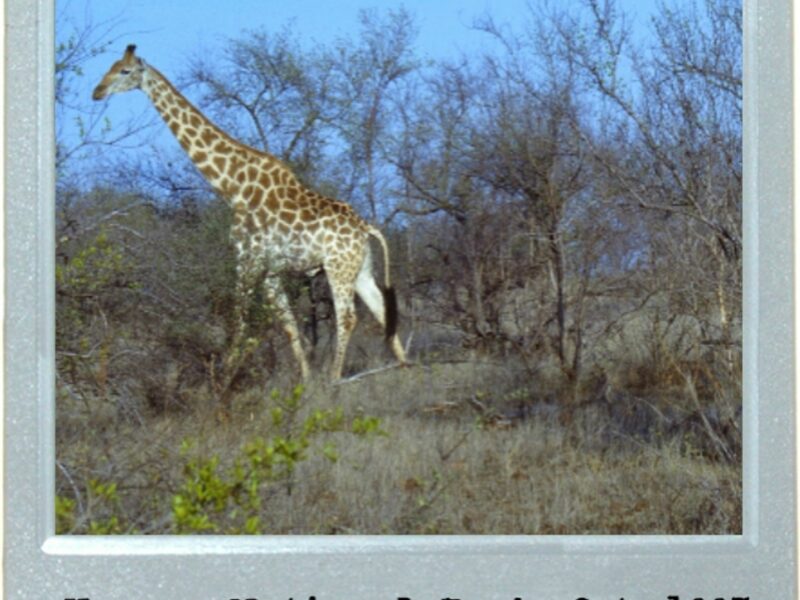 Worldwide Safari