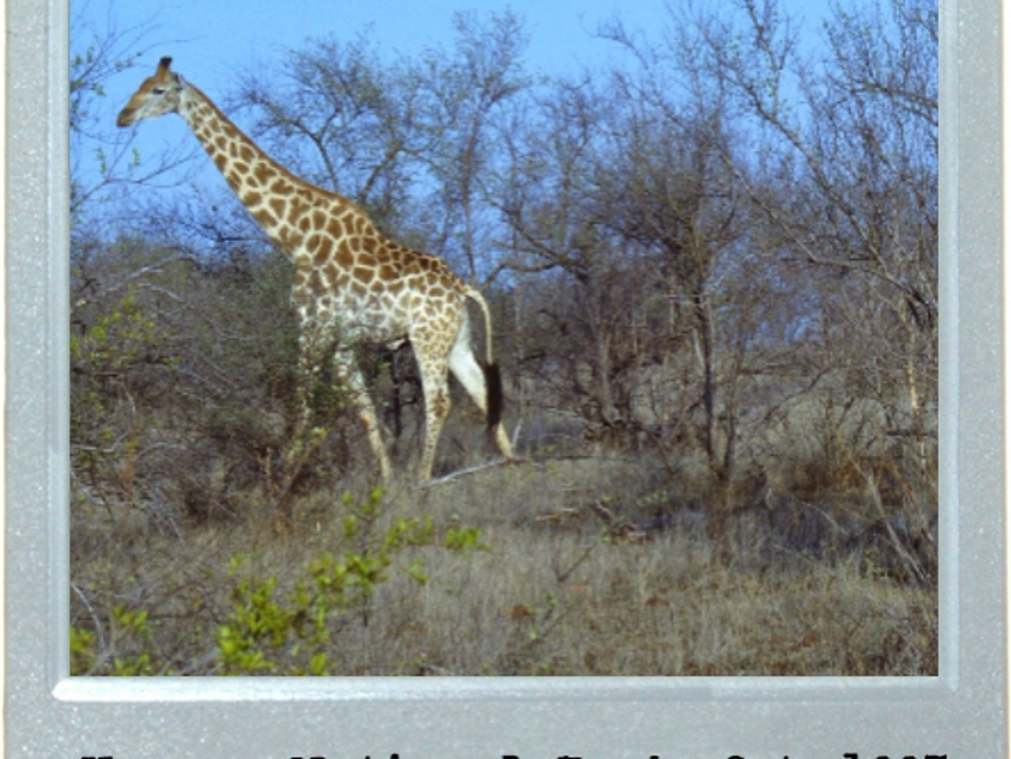 Worldwide Safari