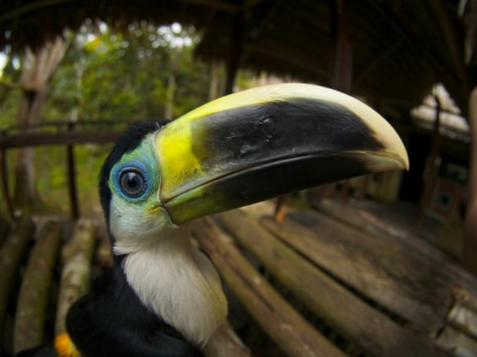 Yellow-ridged Toucan rescued by the Palmari Reserve in Brazil (Alexander Torrenegra)