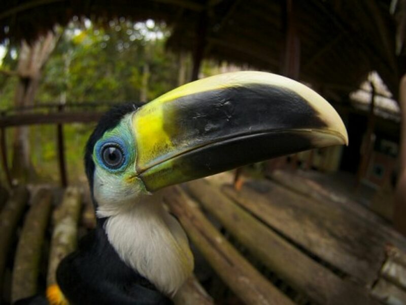 Yellow-ridged Toucan rescued by the Palmari Reserve in Brazil (Alexander Torrenegra)