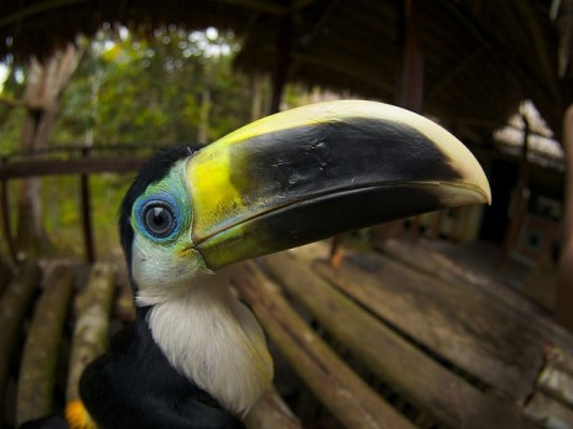 Yellow-ridged Toucan rescued by the Palmari Reserve in Brazil (Alexander Torrenegra)