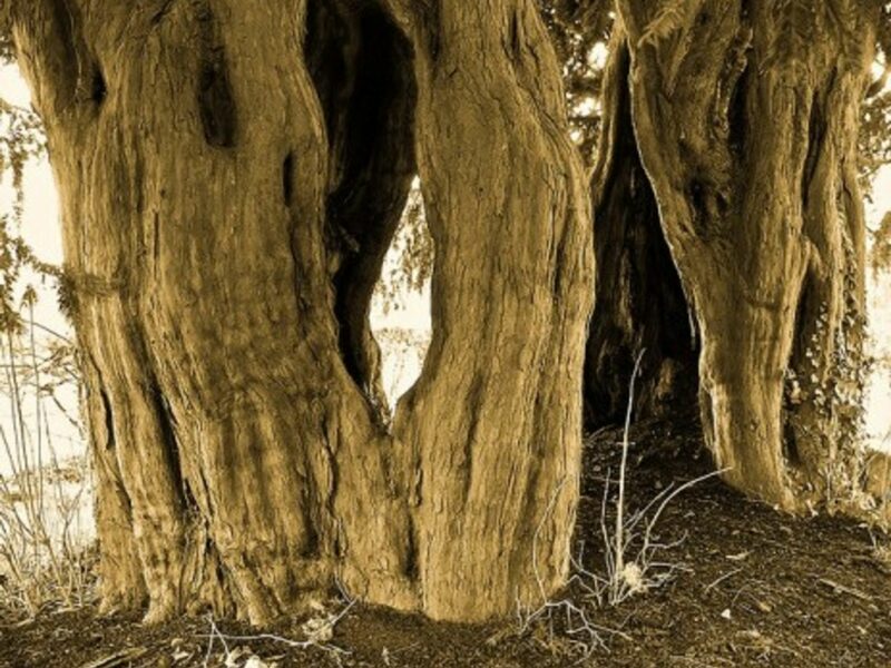 Yew tree bark contains an anti-tumor agent