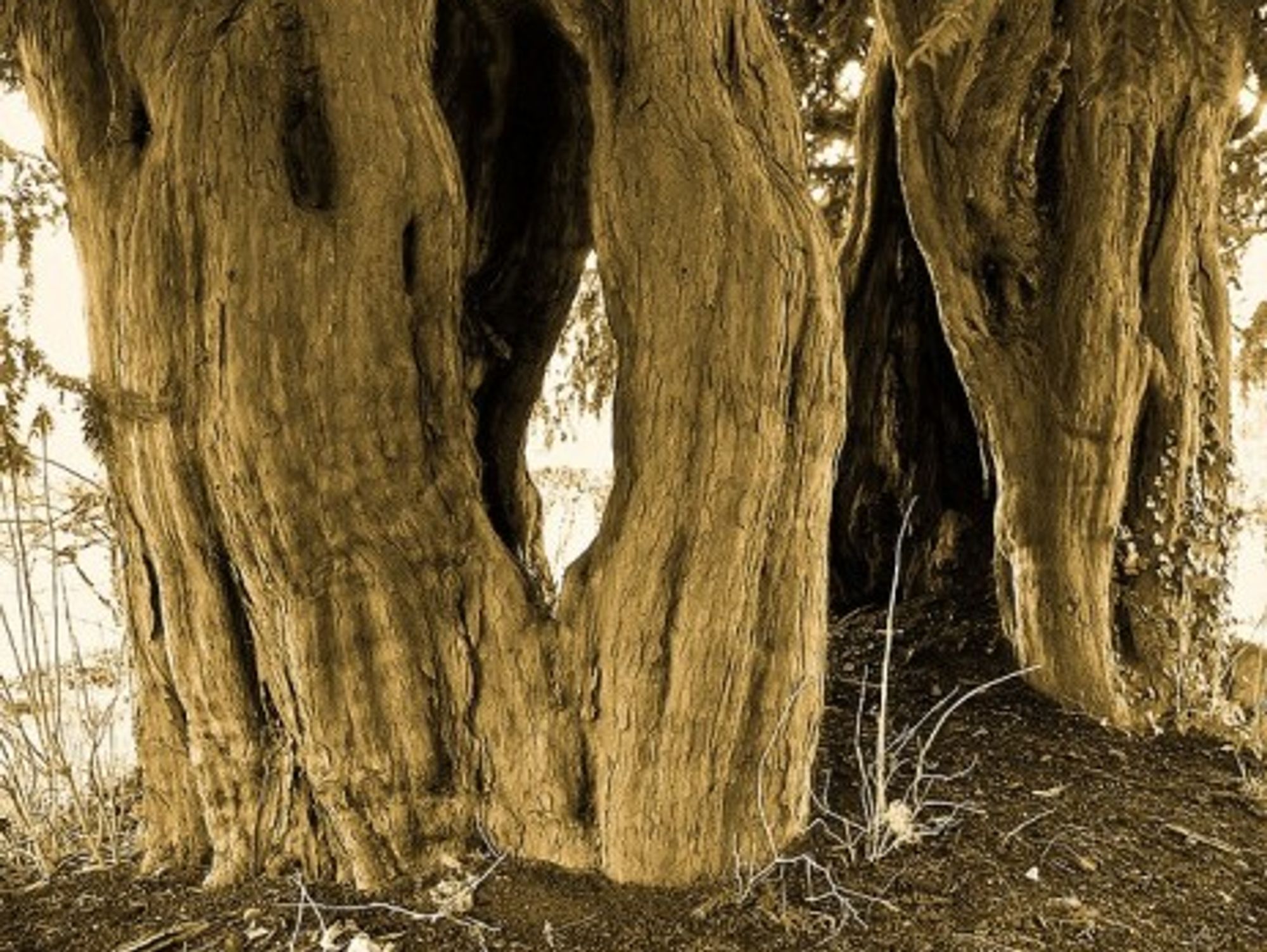 Yew tree bark contains an anti-tumor agent
