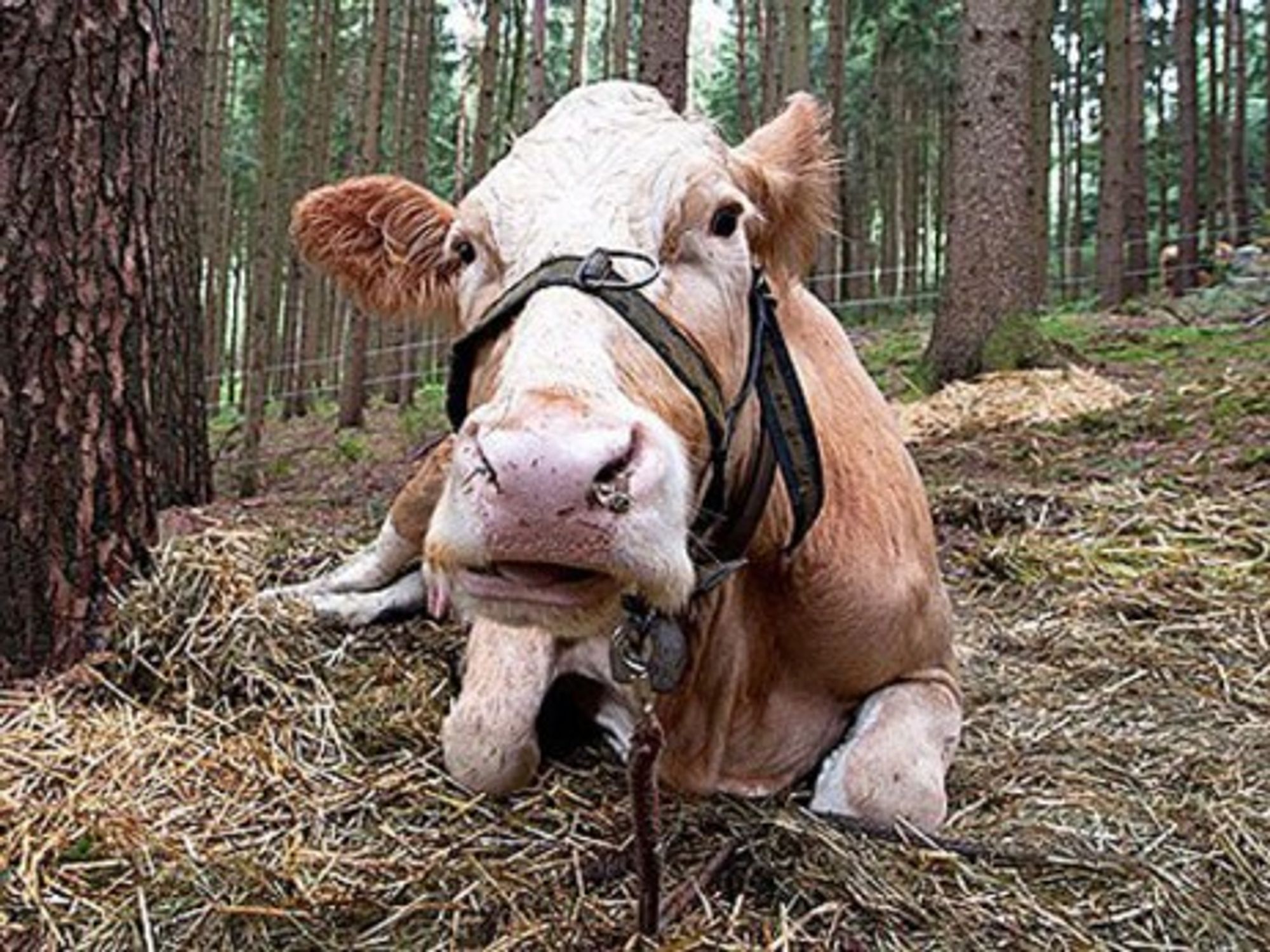 Yvonne, everybody's favorite Bavarian bovine (Facebook)