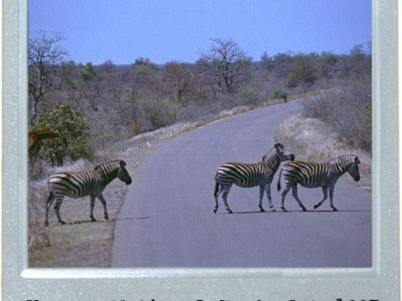 Zebra Crossings