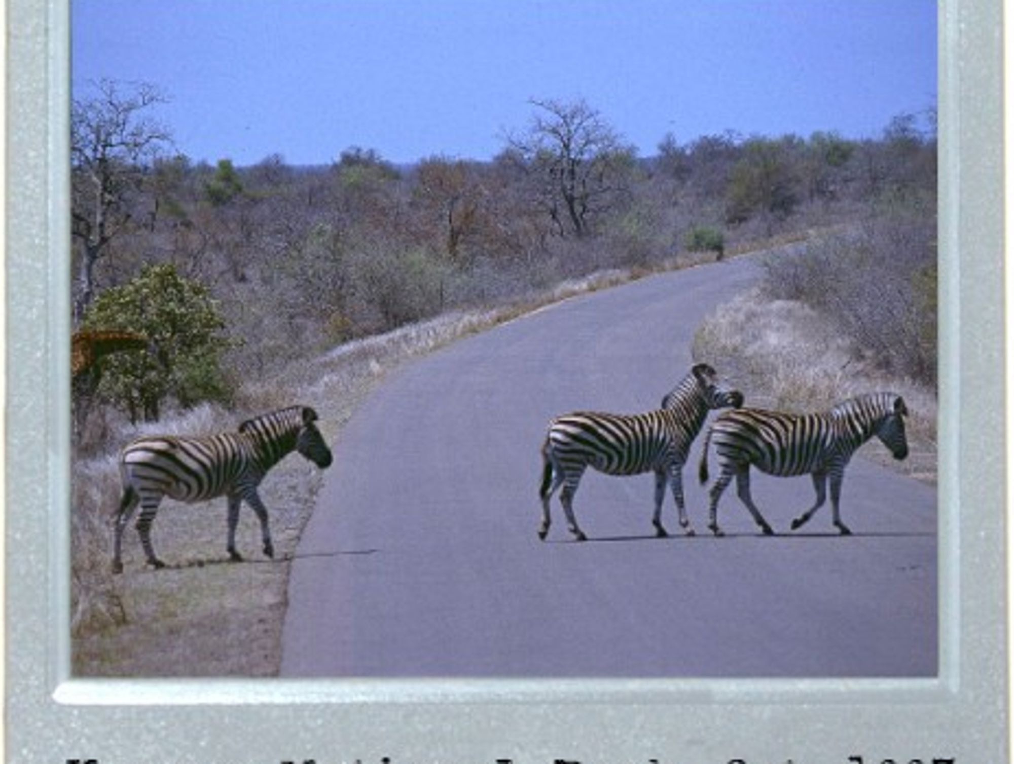 Zebra Crossings