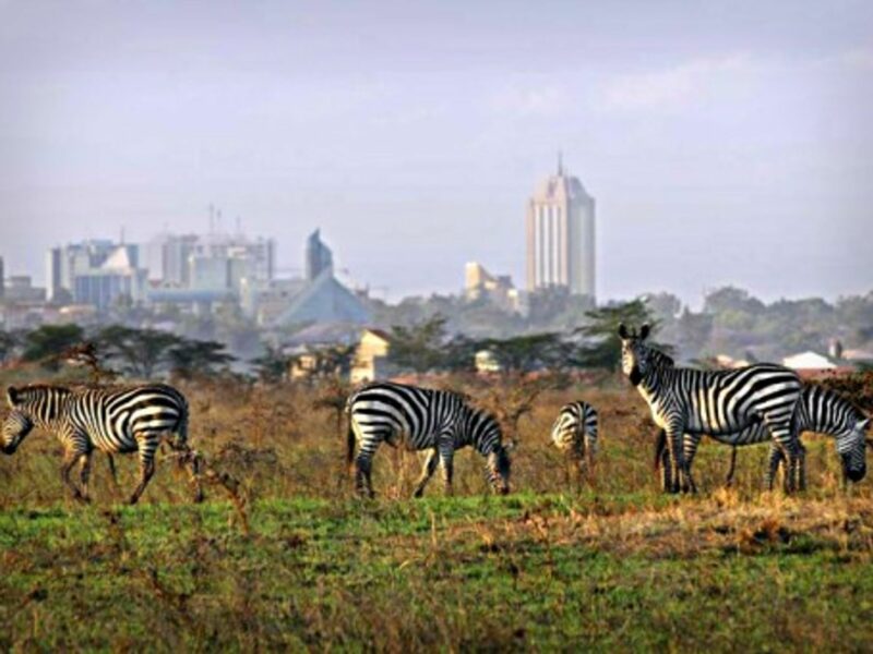Zebras at Nairobi National Park