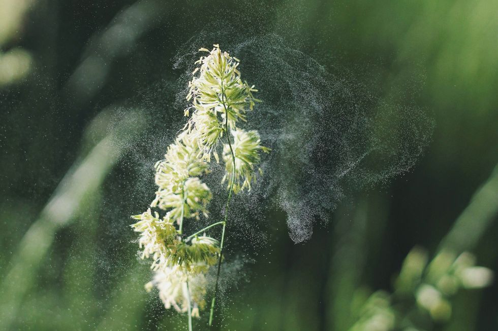 A plant with pollen spreading