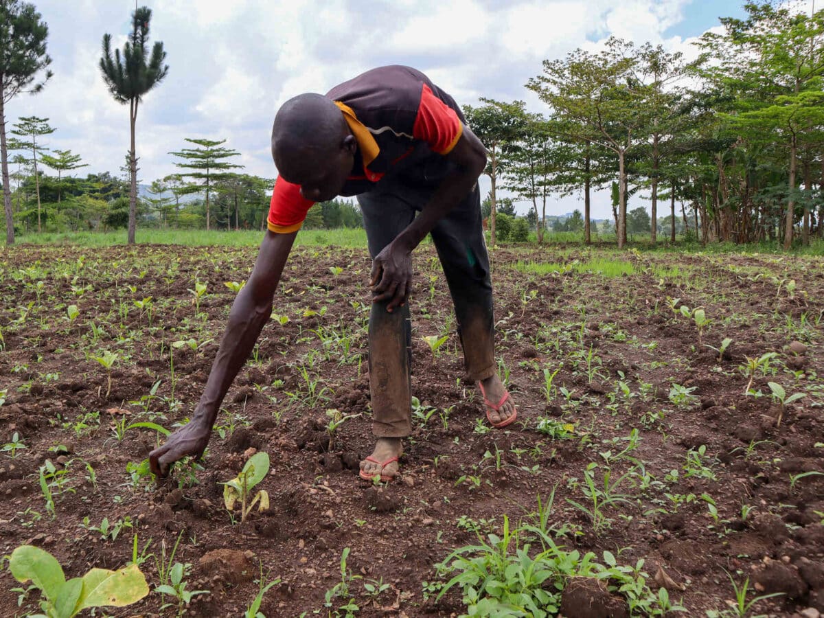 Uganda’s Tobacco Boom Is Sparking Conflict With Chimps — And Could Trigger The Next Pandemic