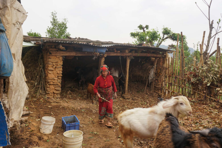 Photo of Kanta Rajali tending to goats outside her family’s home.