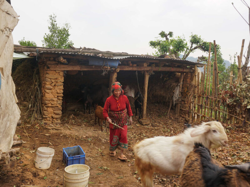 Photo of Kanta Rajali tending to goats outside her family’s home.