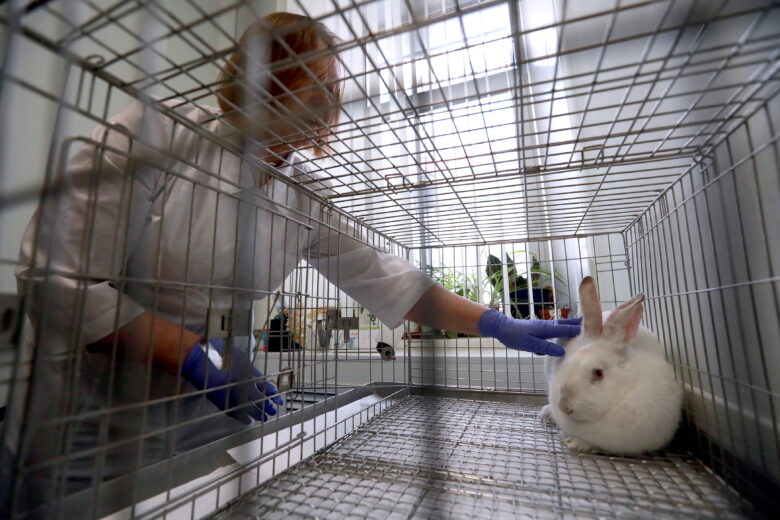 A rabbit in a laboratory of the Research Institute of Addiction Medicine, a branch of the Serbsky Federal Medical Research Centre of Psychiatry and Narcology, Moscow, Russia on April 25, 2018.