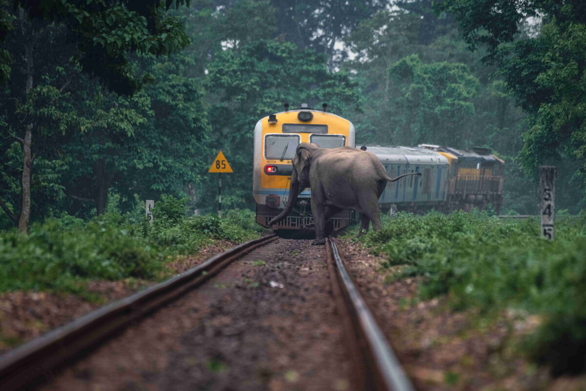 A train halting for an elephant in West Bengal, India.