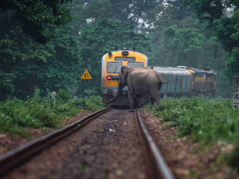 A train halting for an elephant in West Bengal, India.
