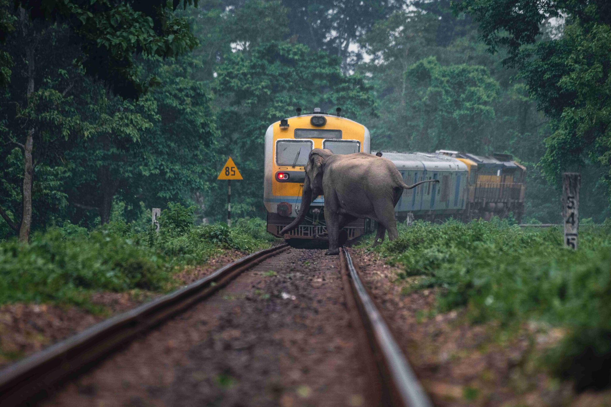 A train halting for an elephant in West Bengal, India.