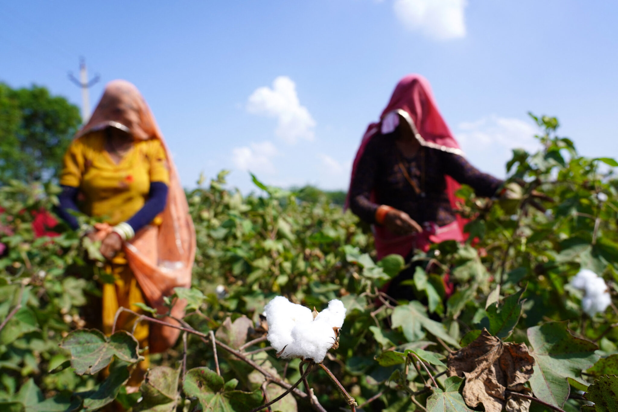 Photo of Indian Farmers pluckig cotton crops.