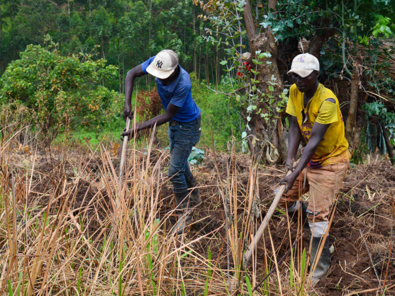 Anselme Hamundwate, 23, right, and Mumbere Hamundwate, 25, work in a field in Katwa.