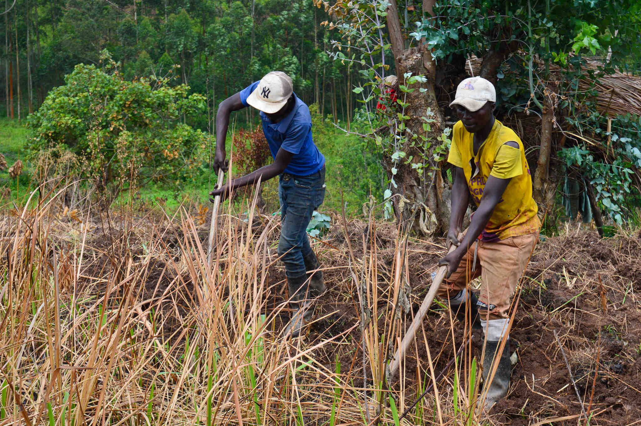 Anselme Hamundwate, 23, right, and Mumbere Hamundwate, 25, work in a field in Katwa.