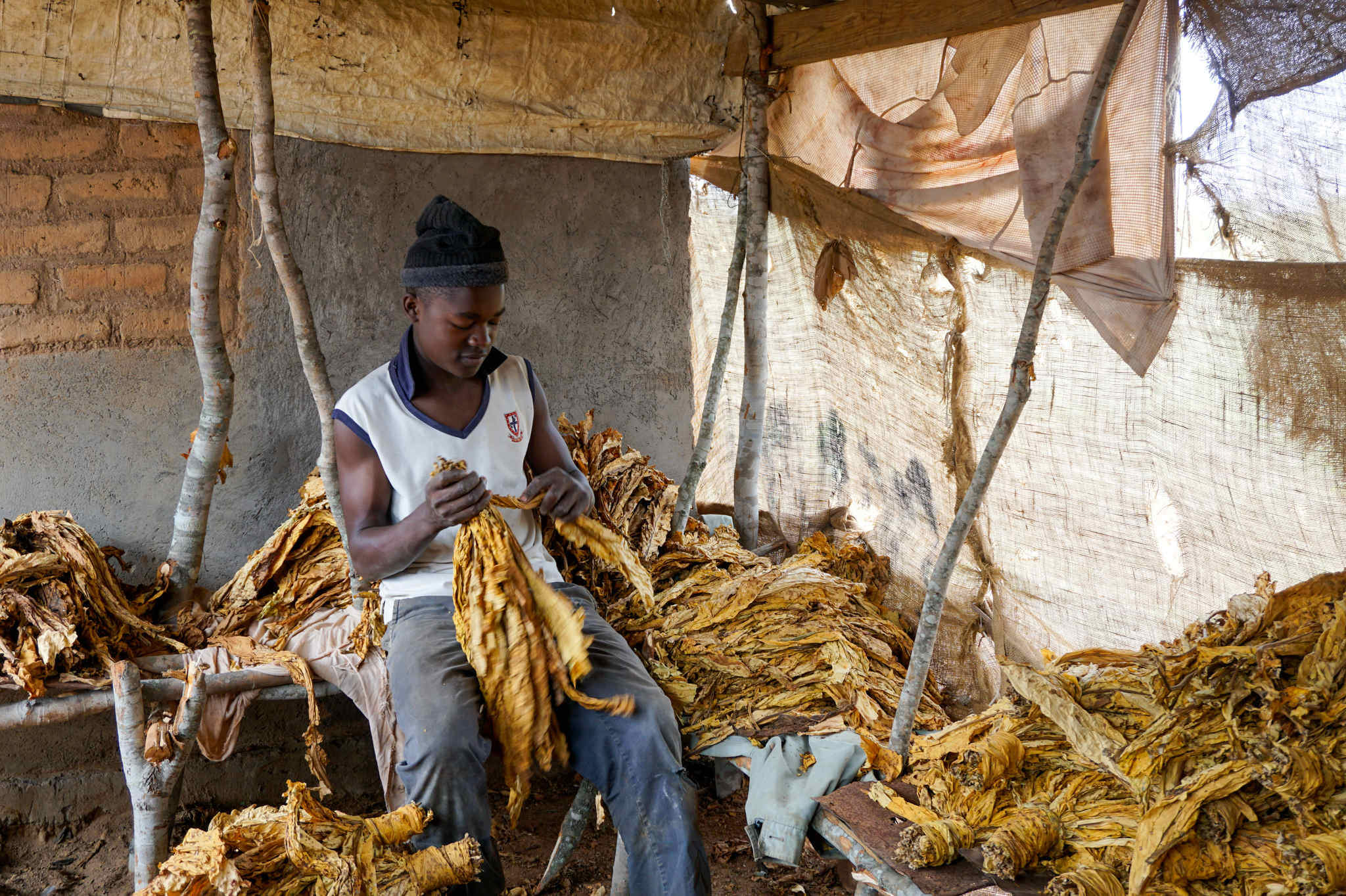 Zimbabwe's Tobacco Empire, Built On The Back Of Farmers' Debt