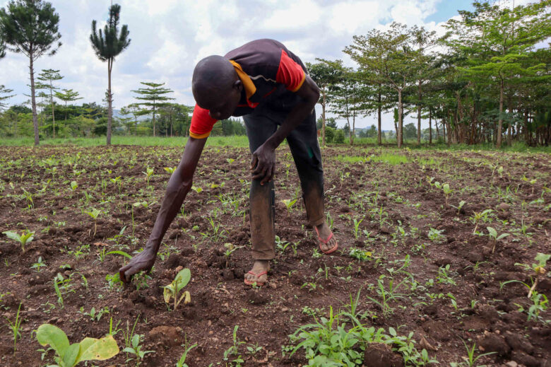 Aliyo Sarile weeds his tobacco garden near Budongo Forest in Uganda’s Masindi district.