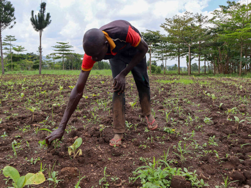 Aliyo Sarile weeds his tobacco garden near Budongo Forest in Uganda’s Masindi district.
