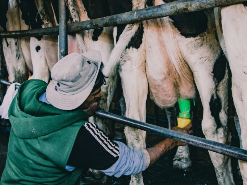 At a dairy farm in the outskirts of Salta, Argentina.