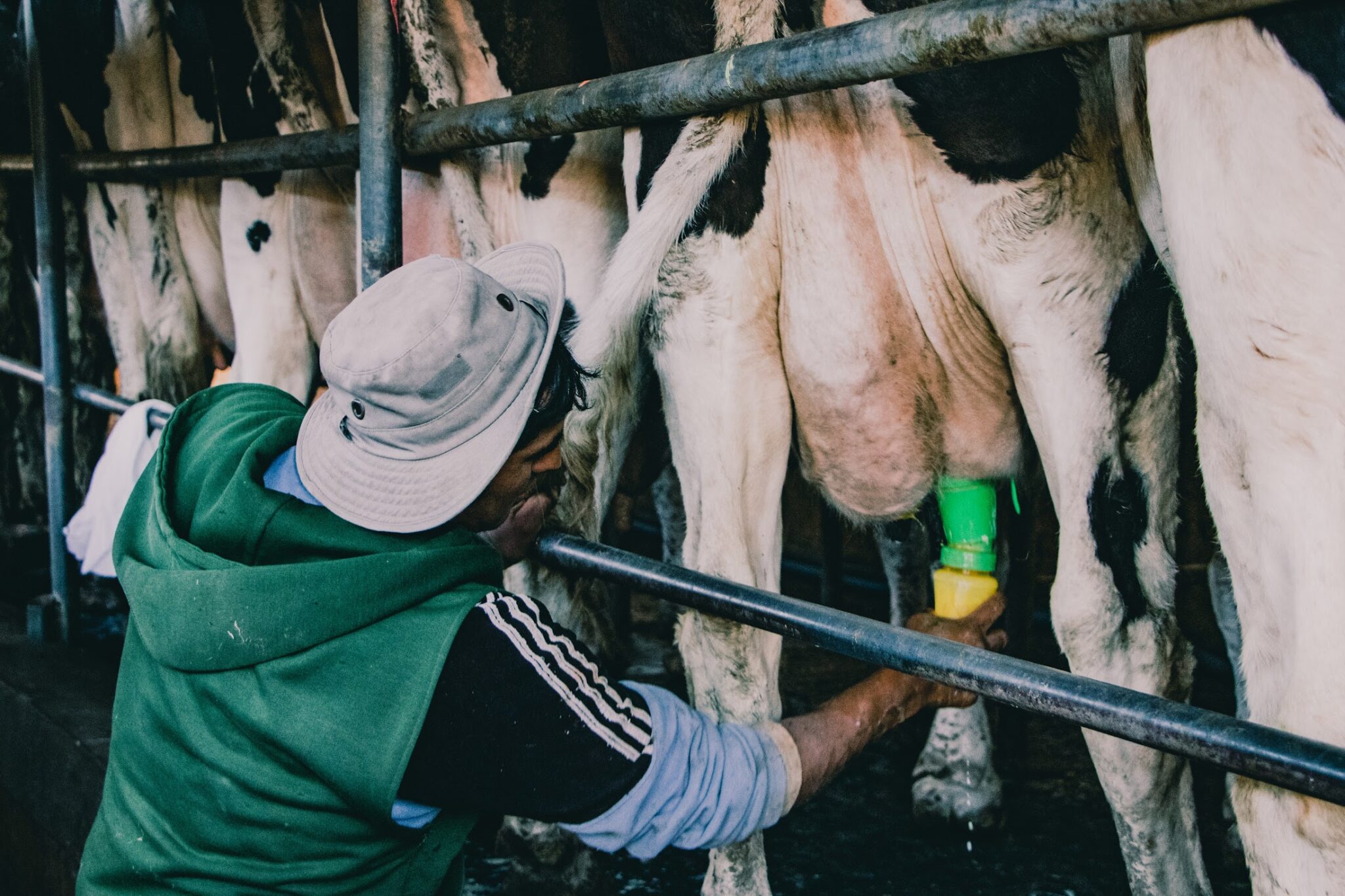At a dairy farm in the outskirts of Salta, Argentina.