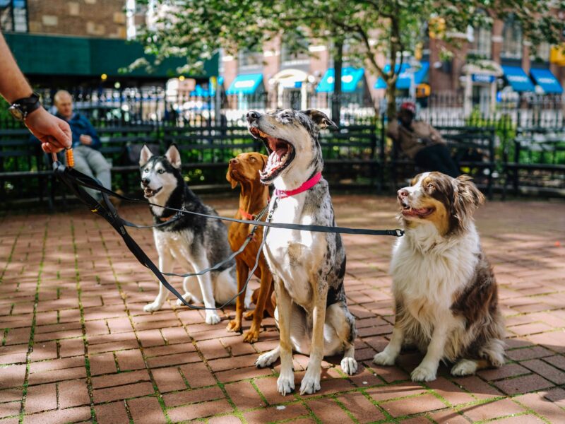 Four dogs in a park.