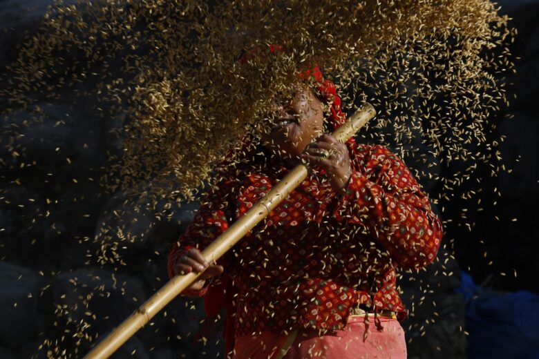 A Nepalese farmer winnows rice grains during the harvest season on the outskirts of Bhaktapur, Nepal, on Friday, November 7, 2025.