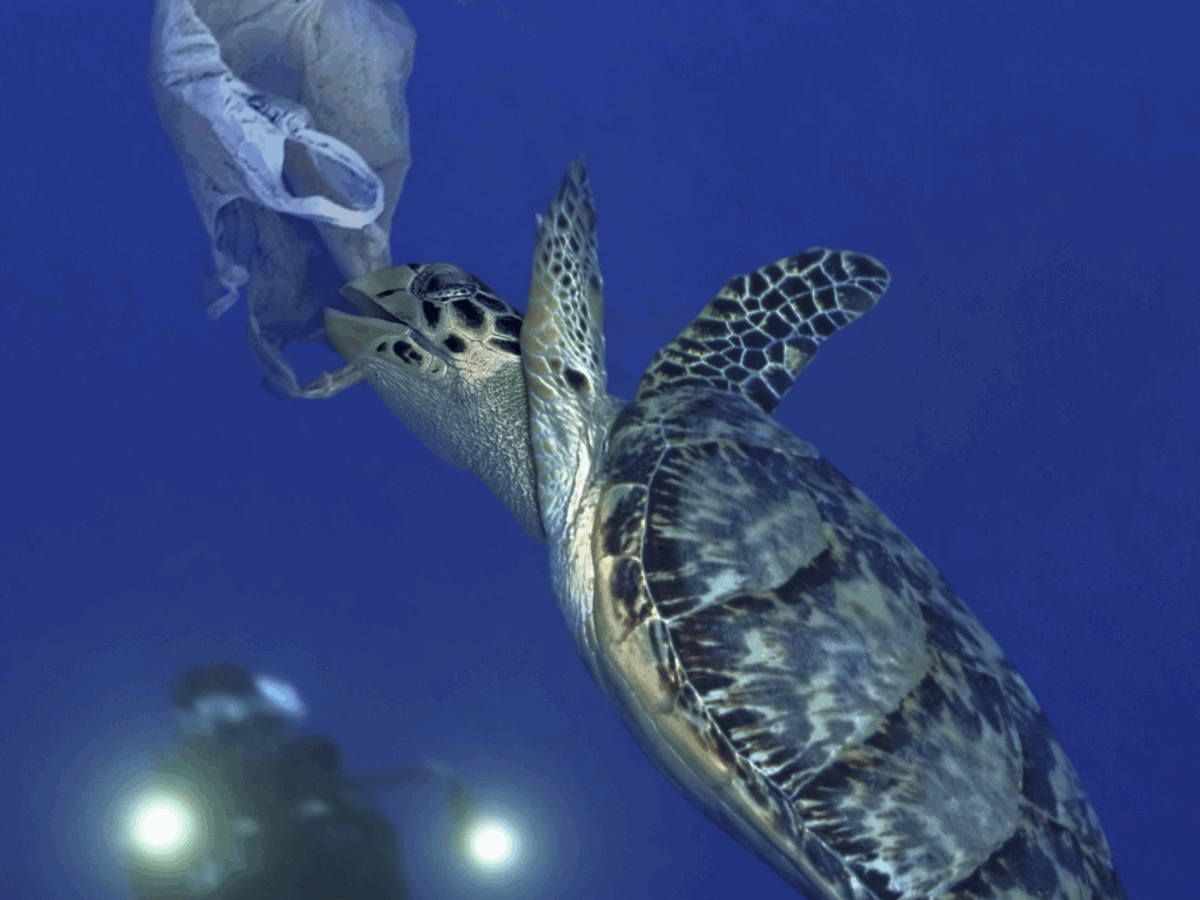 Even Tiny Bits Of Plastic Pack A Deadly Punch For Marine Wildlife