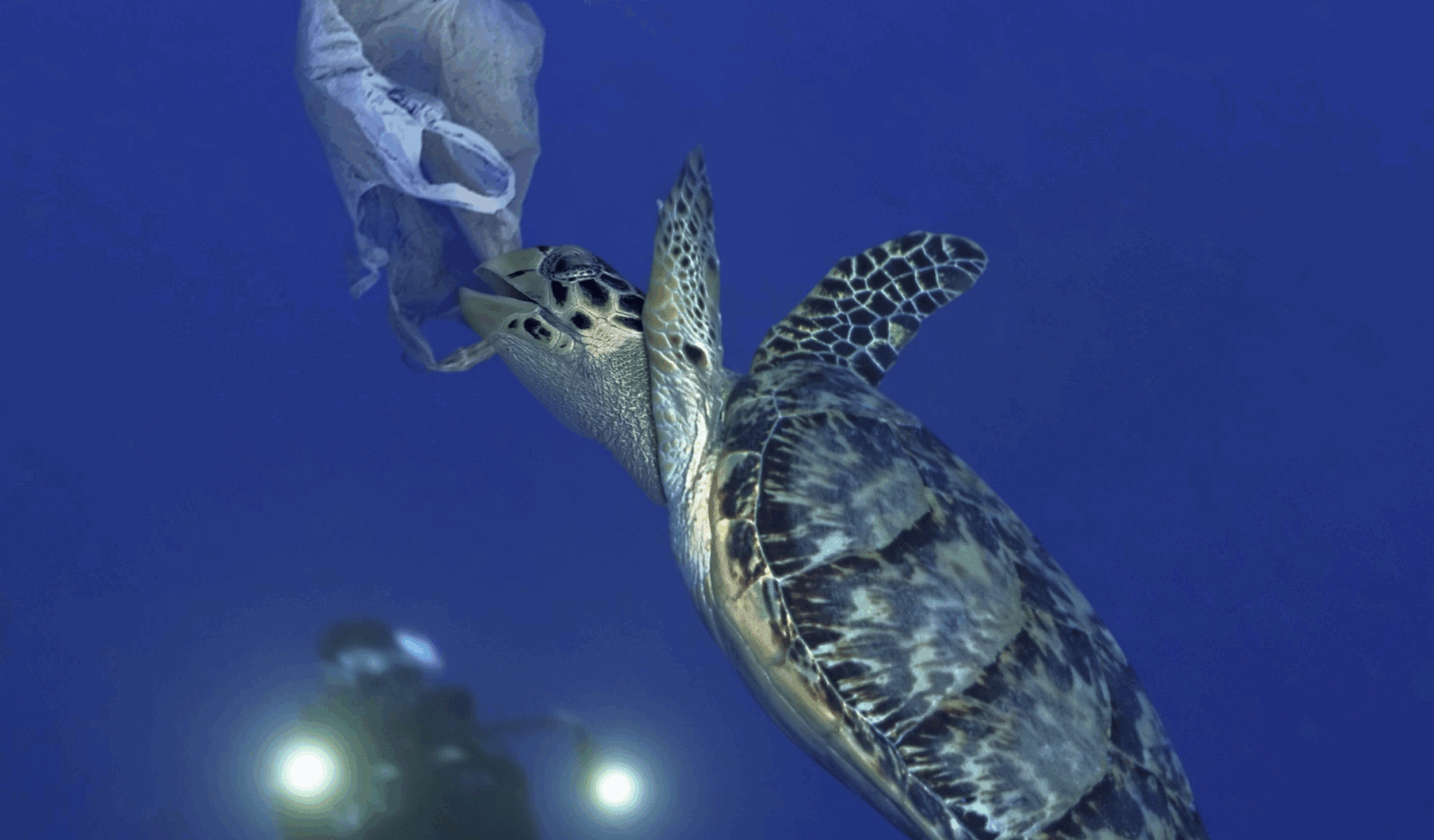 Even Tiny Bits Of Plastic Pack A Deadly Punch For Marine Wildlife