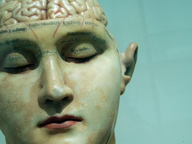 Brain model from the early 20th century.